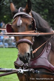 JURA-Volksfest-Pferdeshow-190819-0048