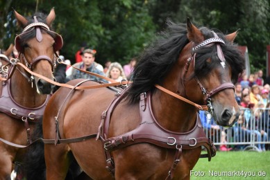 JURA-Volksfest-Pferdeshow-190819-0050