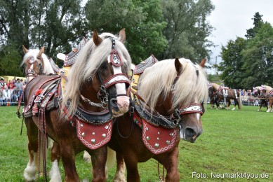 JURA-Volksfest-Pferdeshow-190819-0075