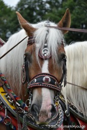 JURA-Volksfest-Pferdeshow-190819-0090