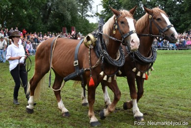 JURA-Volksfest-Pferdeshow-190819-0124