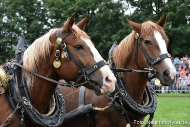 JURA-Volksfest-Pferdeshow-190819-0125