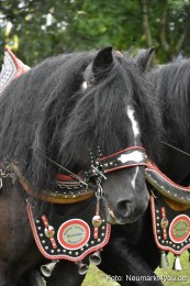 JURA-Volksfest-Pferdeshow-190819-0135
