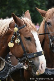 JURA-Volksfest-Pferdeshow-190819-0137