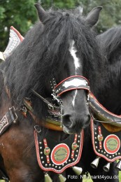 JURA-Volksfest-Pferdeshow-190819-0144
