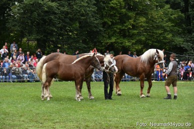 JURA-Volksfest-Pferdeshow-190819-0285