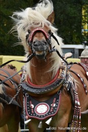 JURA-Volksfest-Pferdeshow-190819-0392