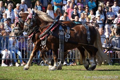 Pferde-und-Fohlenschau-2022-0015-