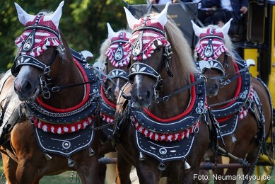 Pferde-und-Fohlenschau-2022-0016-