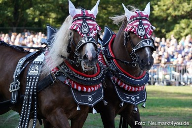 Pferde-und-Fohlenschau-2022-0017-