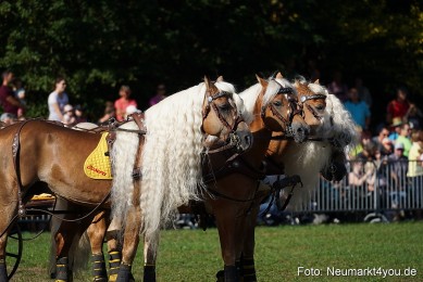 Pferde-und-Fohlenschau-2022-0026-