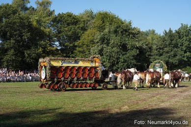 Pferde-und-Fohlenschau-2022-0058-