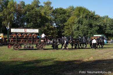 Pferde-und-Fohlenschau-2022-0060-