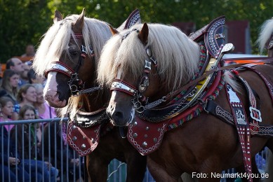 Pferde-und-Fohlenschau-2022-0062-