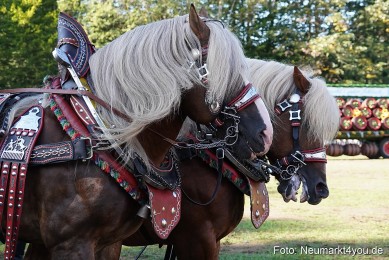 Pferde-und-Fohlenschau-2022-0063-