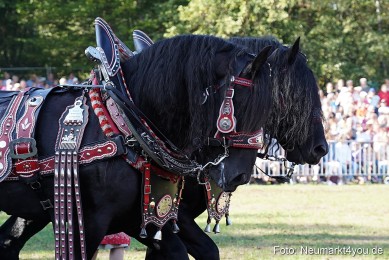 Pferde-und-Fohlenschau-2022-0064-