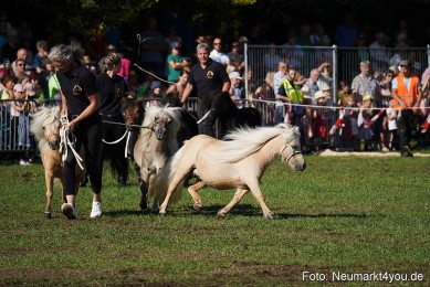 Pferde-und-Fohlenschau-2022-0066-