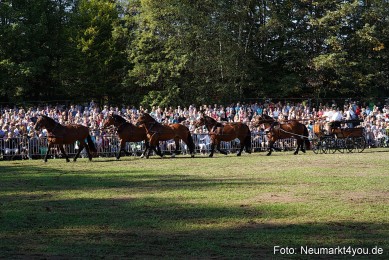 Pferde-und-Fohlenschau-2022-0069-