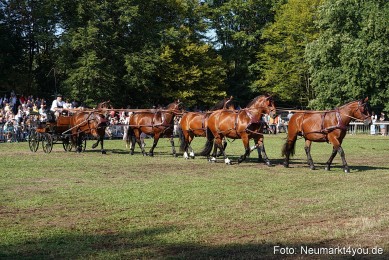Pferde-und-Fohlenschau-2022-0072-