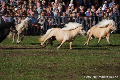 Pferde-und-Fohlenschau-2022-0078-