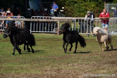 Pferde-und-Fohlenschau-2022-0079-