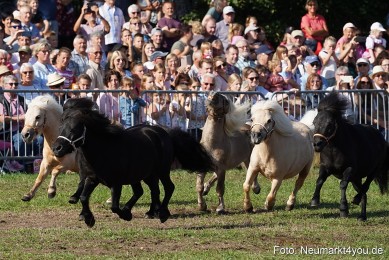 Pferde-und-Fohlenschau-2022-0081-