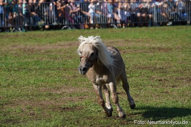 Pferde-und-Fohlenschau-2022-0082-