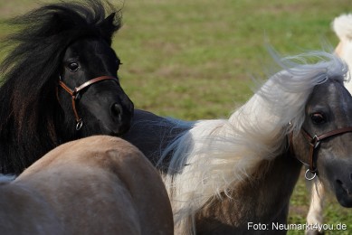 Pferde-und-Fohlenschau-2022-0083-