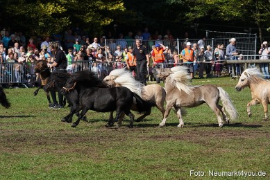 Pferde-und-Fohlenschau-2022-0084-