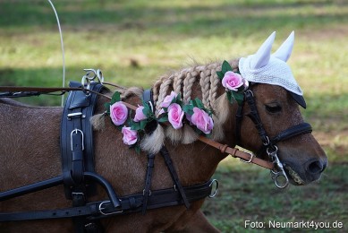 Pferde-und-Fohlenschau-2022-0102-