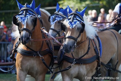 Pferde-und-Fohlenschau-2022-0104-