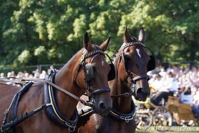 Pferde-und-Fohlenschau-2022-0133-