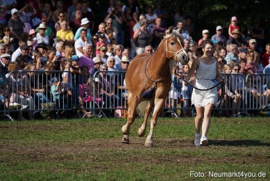 Pferde-und-Fohlenschau-2022-0140-
