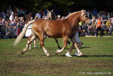 Pferde-und-Fohlenschau-2022-0141-