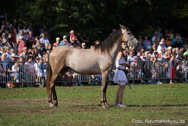 Pferde-und-Fohlenschau-2022-0142-