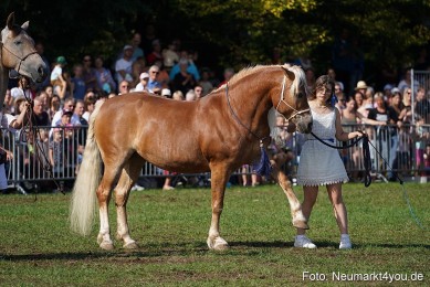 Pferde-und-Fohlenschau-2022-0143-