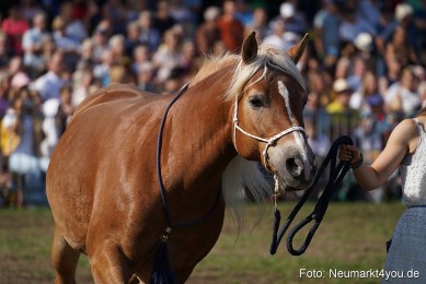Pferde-und-Fohlenschau-2022-0146-