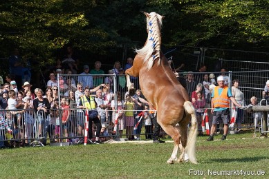 Pferde-und-Fohlenschau-2022-0152-