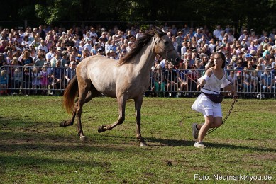 Pferde-und-Fohlenschau-2022-0161-