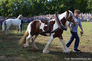 Pferde-und-Fohlenschau-2022-0171-