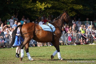 Pferde-und-Fohlenschau-2022-0172-