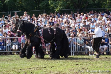 Pferde-und-Fohlenschau-2022-0177-