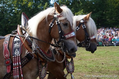 Pferde-und-Fohlenschau-2022-0180-