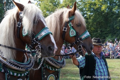 Pferde-und-Fohlenschau-2022-0184-