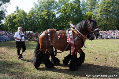 Pferde-und-Fohlenschau-2022-0186-