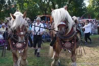 Pferde-und-Fohlenschau-2022-0194-