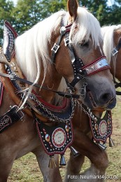 Pferde-und-Fohlenschau-2022-0195-