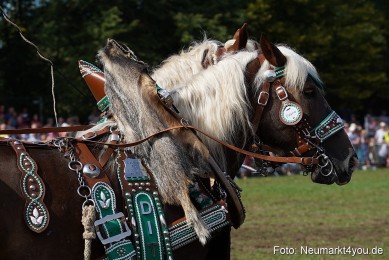 Pferde-und-Fohlenschau-2022-0196-