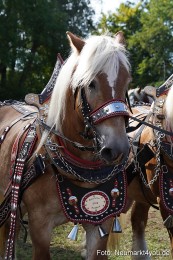 Pferde-und-Fohlenschau-2022-0198-