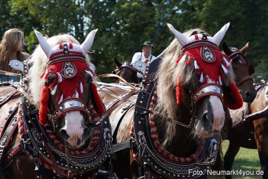 Pferde-und-Fohlenschau-2022-0215-